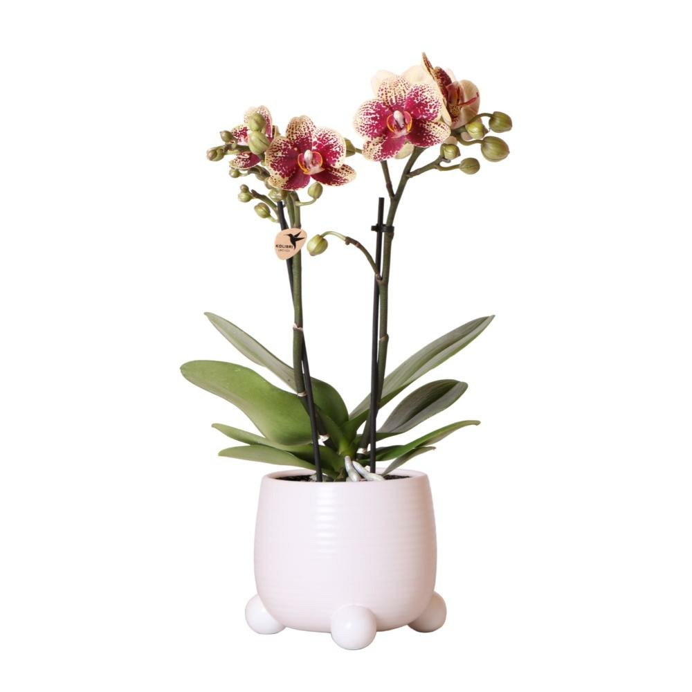 Orchidées colibri | orchidée phalaenopsis jaune-rouge - espagne en pot décoratif roulant blanc - taille du pot 9cm - hauteur 40cm