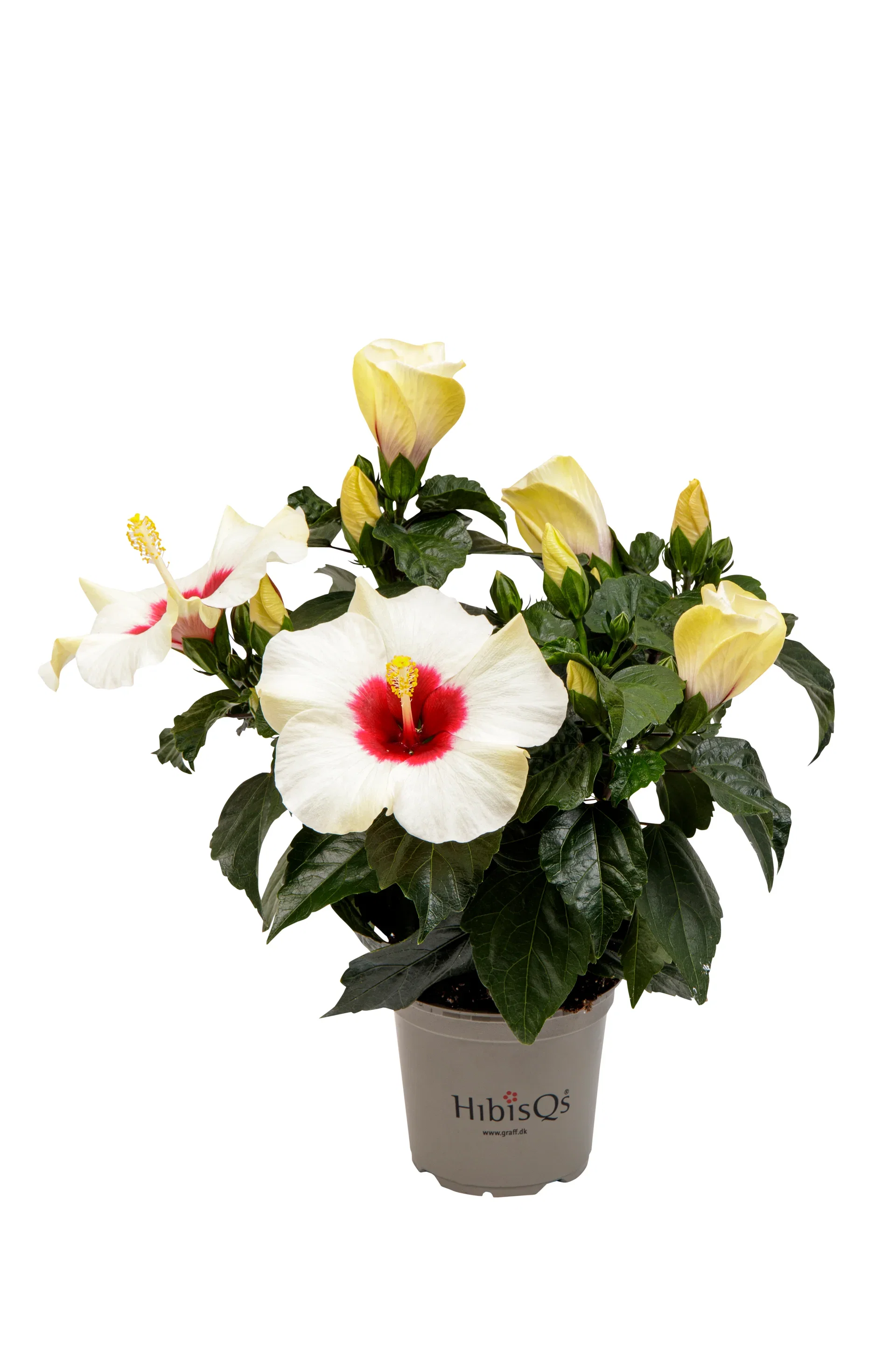 Hibiscus Hawaiirose Høyde 25 cm