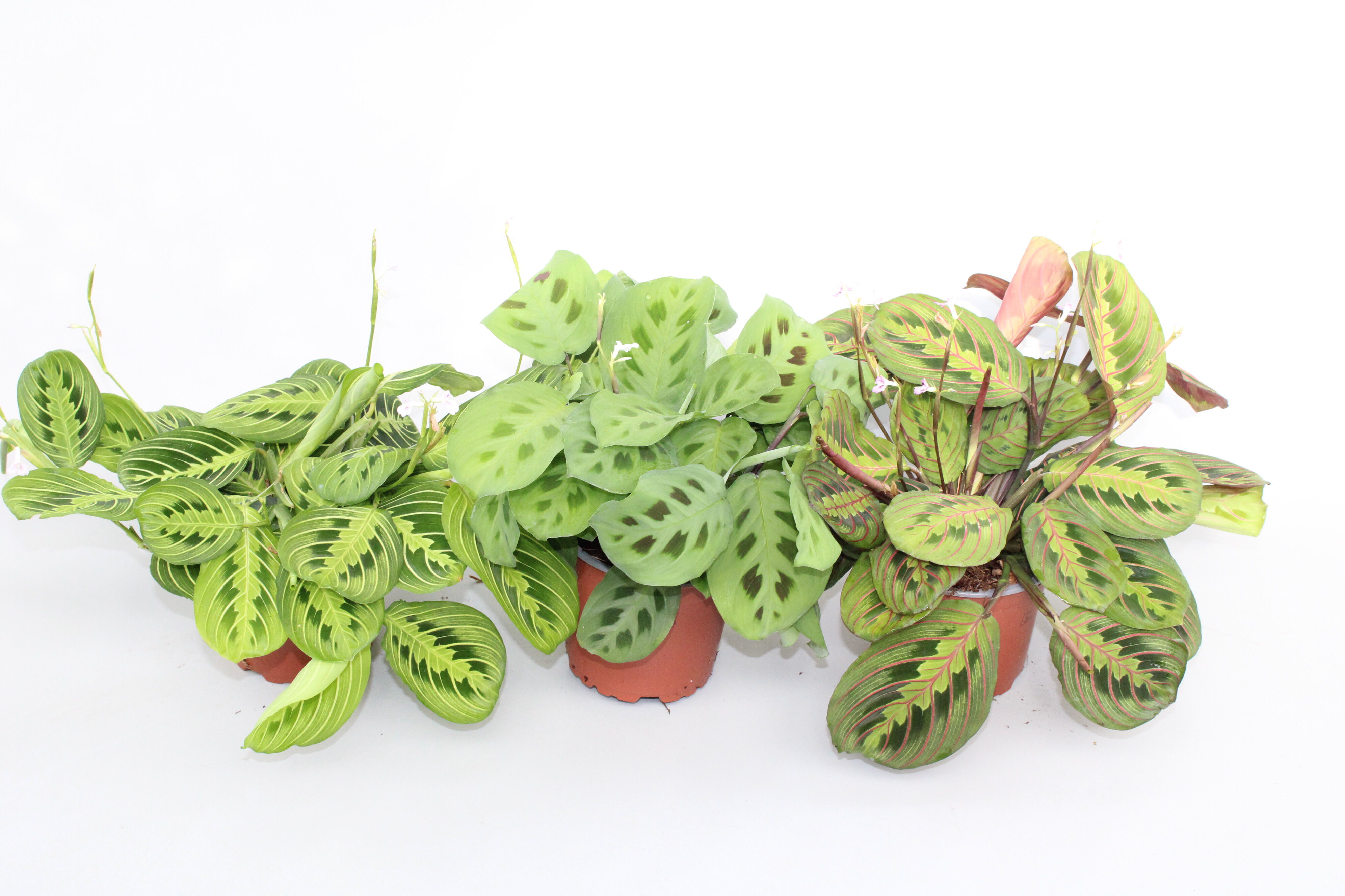 Gebedsplant (Maranta) - Kamerplant - 20 cm