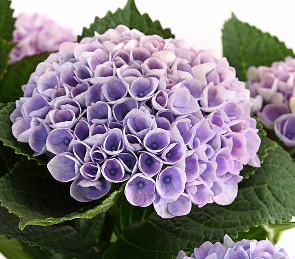 Hortensie 'Magical', verschiedene Farben
