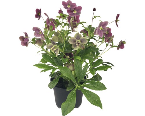 Kerstroos, Lenteroos FloraSelf Helleborus orientalis Viv Victoria Ø 17 cm pot