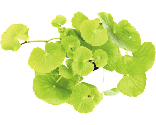 Waternavel - Hydrocotyle leucocephala XXL