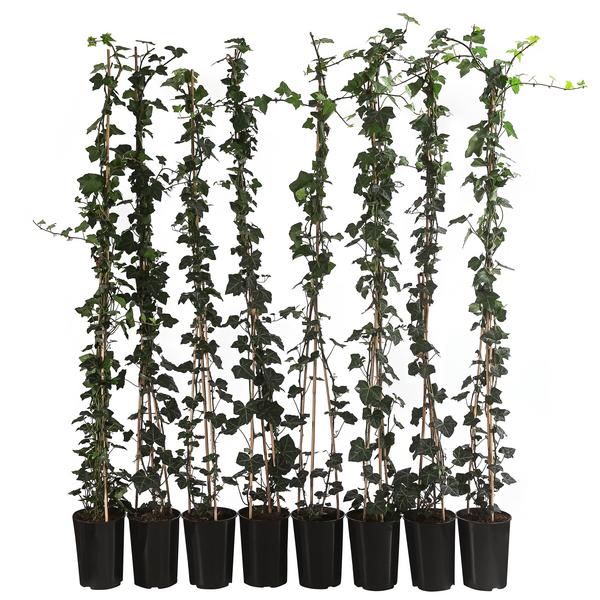 2 Meter Großblättriger Efeu 'Hibernica', 8 x