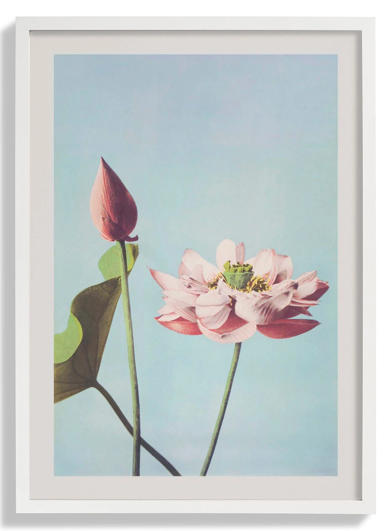 Lotusblume von Ogawa Kazumasa