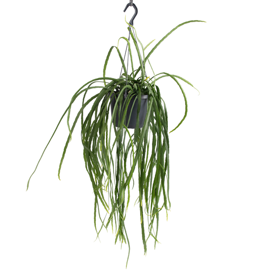 Lepismium Bolivianum en Suspension - pot D17cm