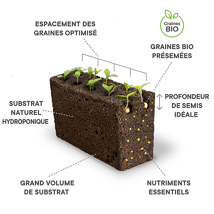 Lingot® Basilic citron Bio pour potager Véritable®