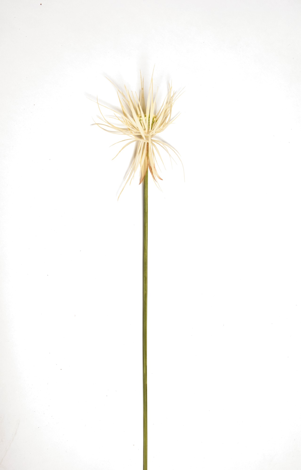 Kunstpflanze 'Papyrusgras' weiß, H 120 cm von fischer's lagerhaus