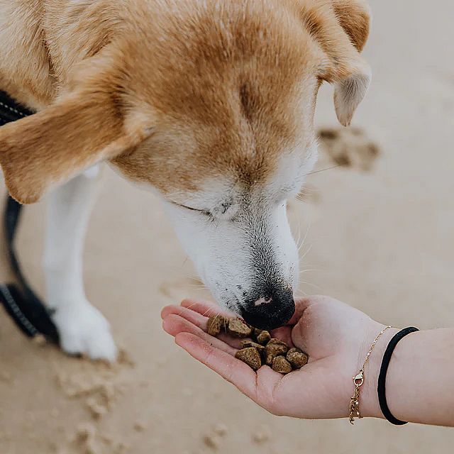 Brave Bites Koekjes Kanker Hond 150 gram | 15130