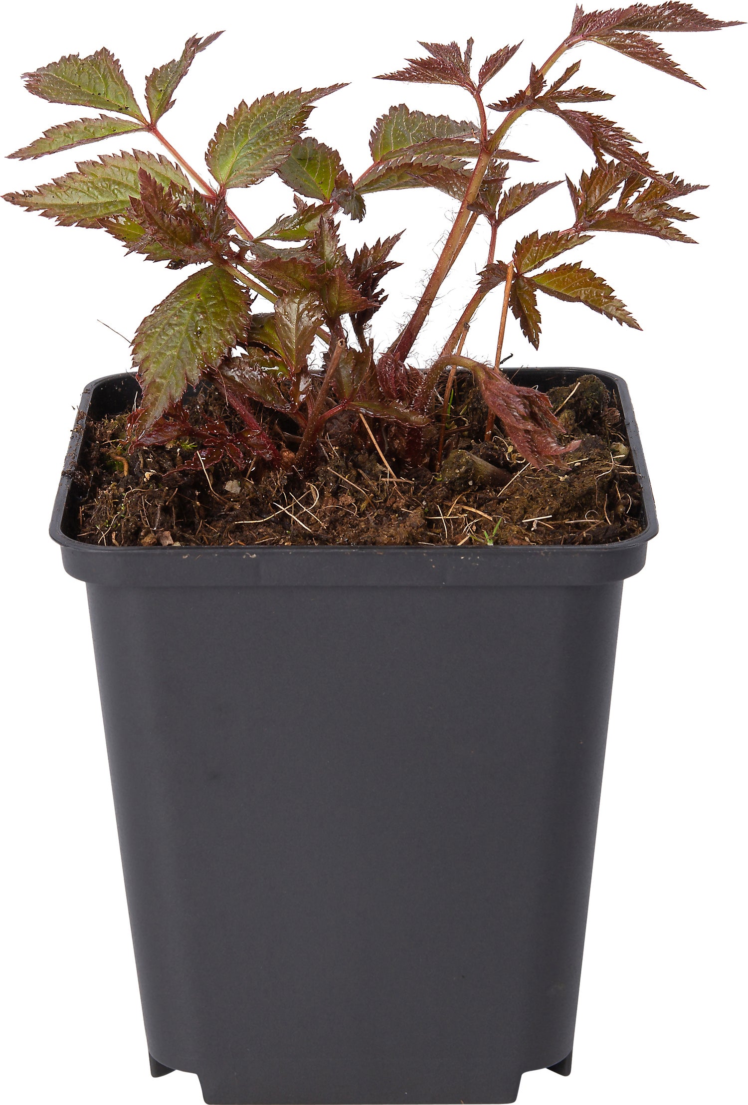 Pluimspirea (Astilbe 'Peach Blossom') D 9 H 10 cm