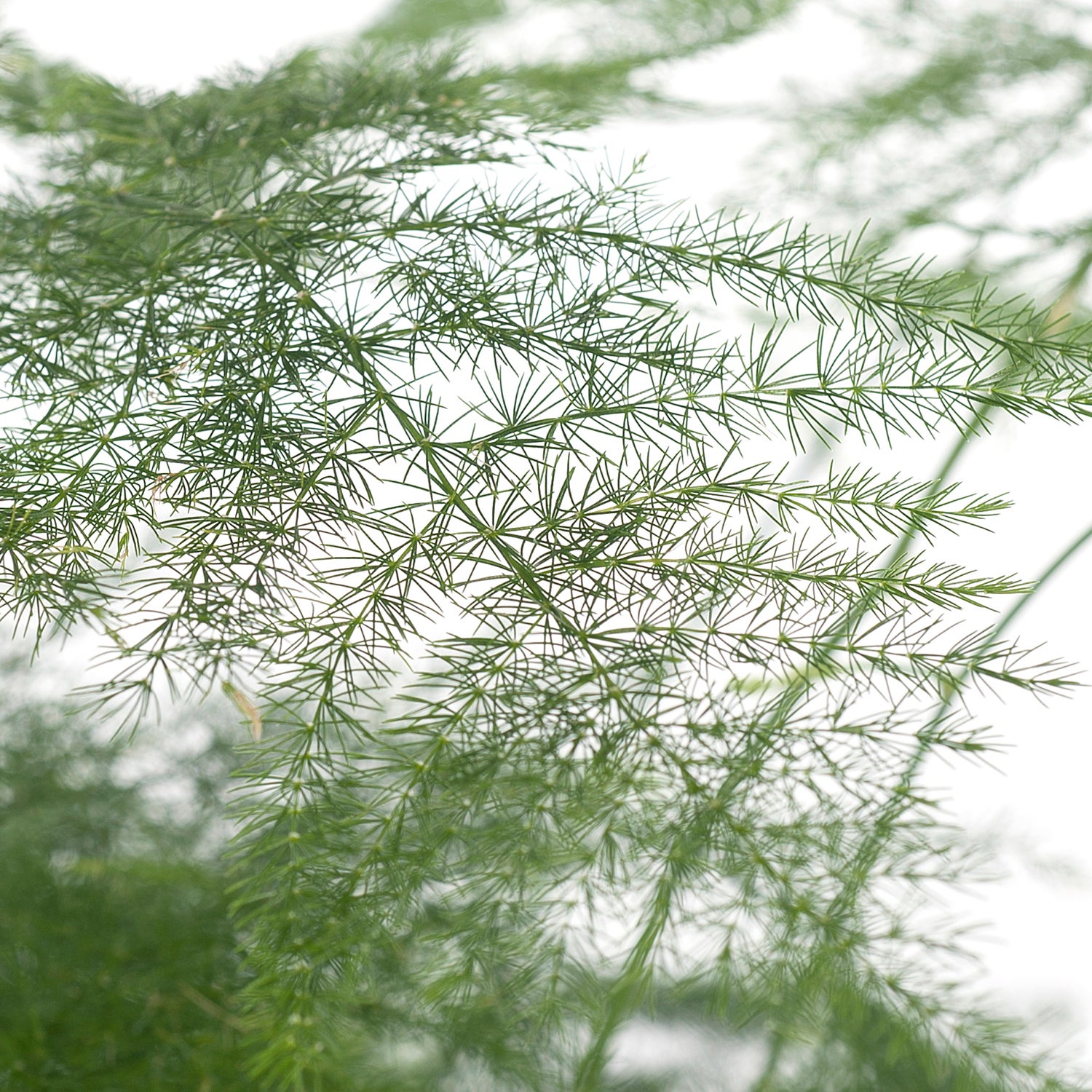 Sierasperge (Asparagus setaceus) D 13 H 30 cm