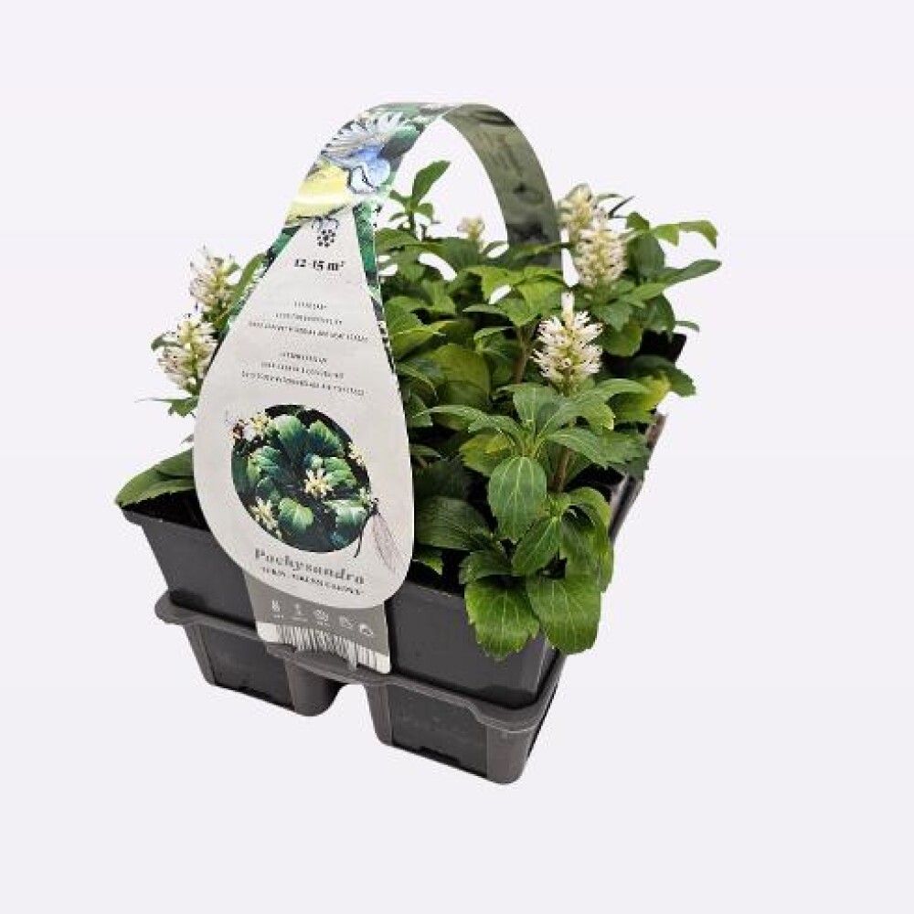 PACHYSANDRA TERMINALIS GREEN 9CM