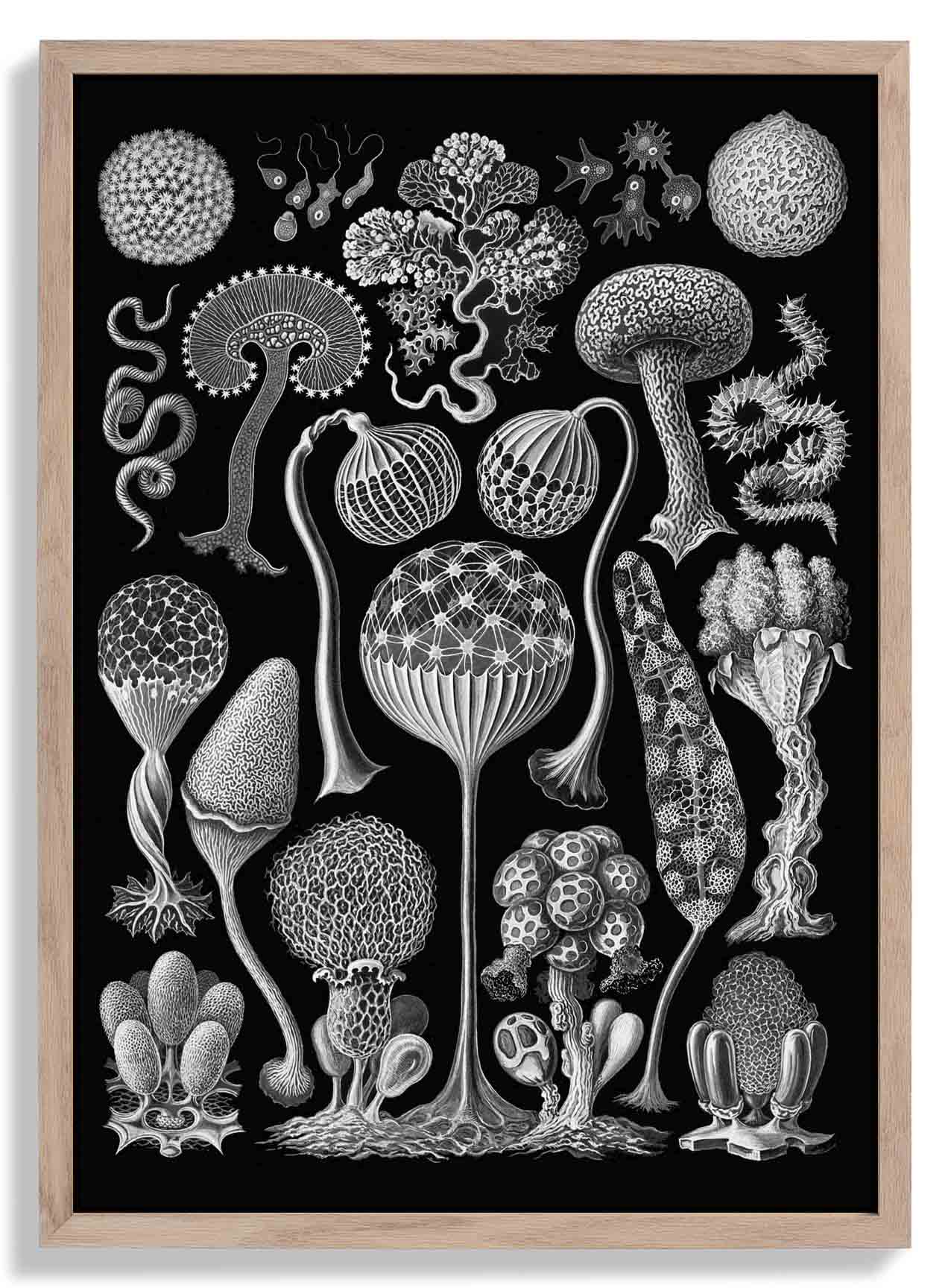 Mycetozoa von Ernest Haeckel
