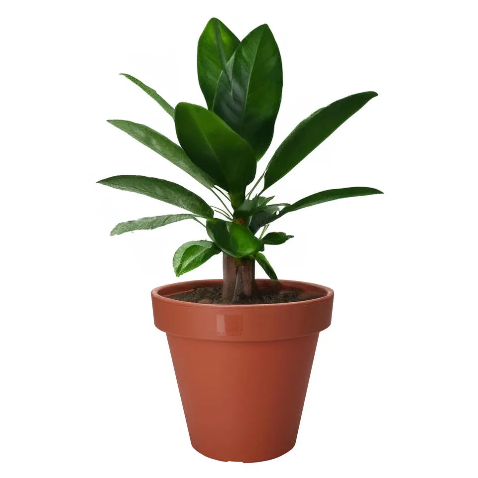 Pro Garden Plantenpot - kunststof - terracotta - D60 x H55 cm