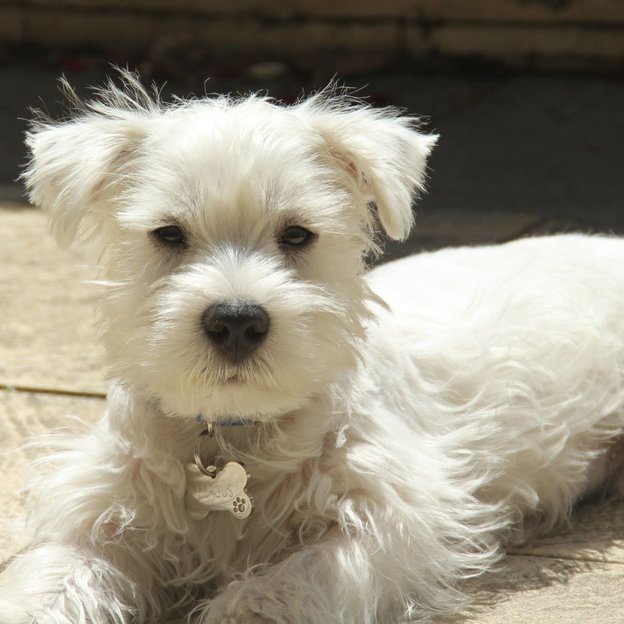 Placa de identificação para cães em formato de osso de diamante