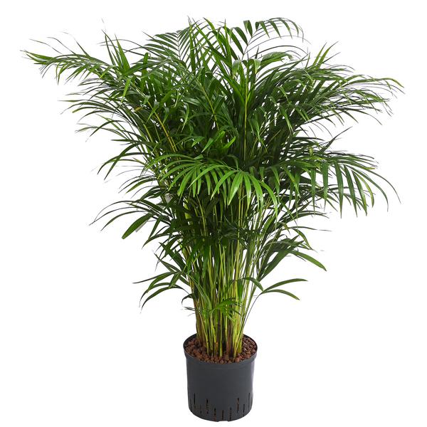 Goldfruchtpalme - Dypsis lutescens,