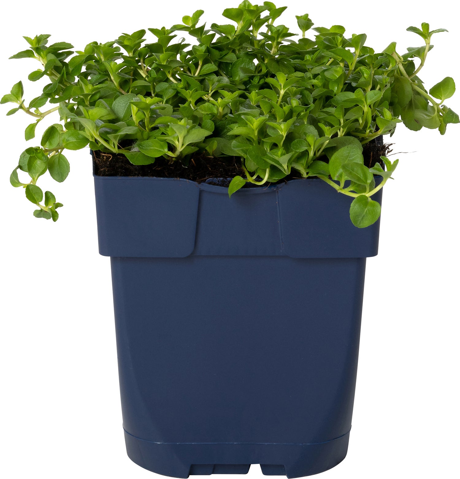 Ereprijs (Veronica spicata 'Alba') D 11 H 50 cm