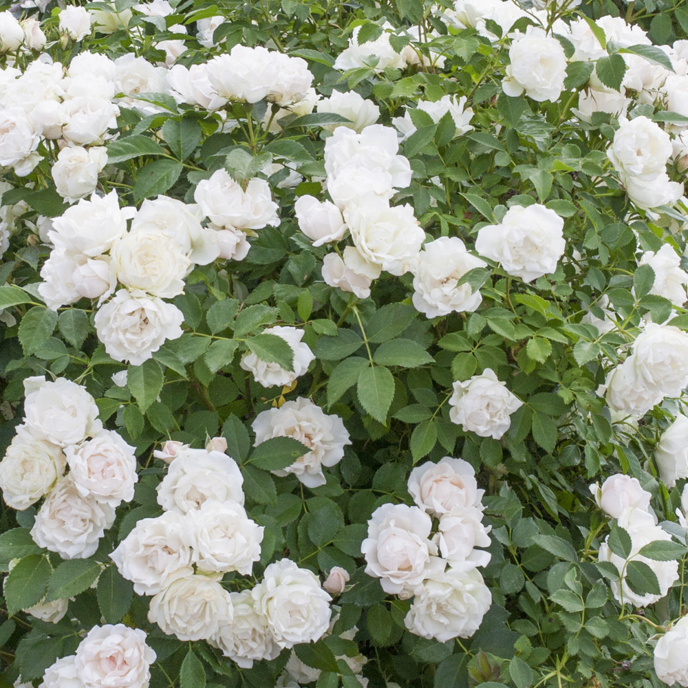 Rosier crème chantilly ® meiradena le pot de 2l