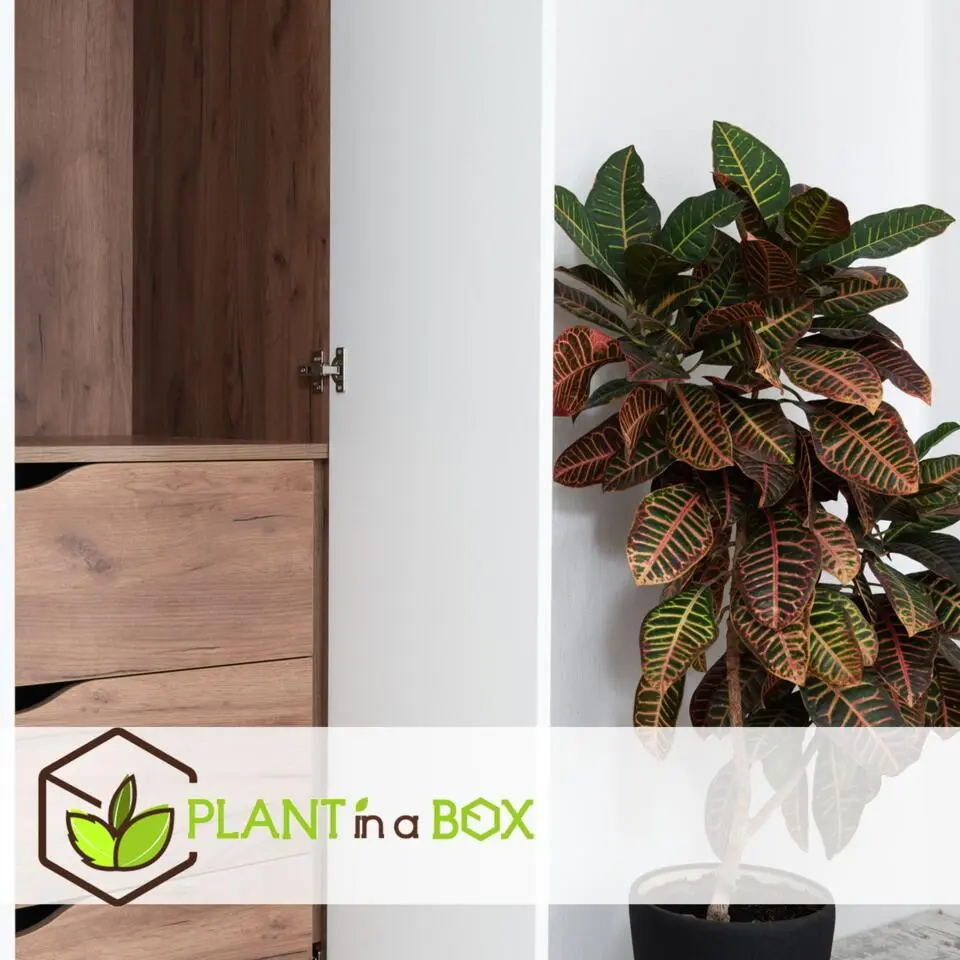 Croton - Codiaeum variegatum 'Mrs. Iceton' - Hoogte 60-70cm - ⌀19cm