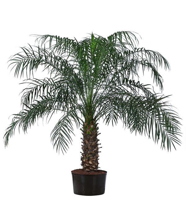 Zwergdattelpalme - Phoenix roebelenii,