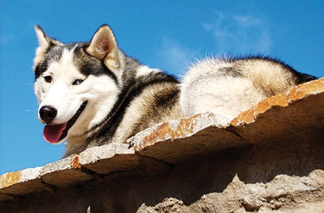 Husky-Familientag in Kollnburg als Geschenkidee
