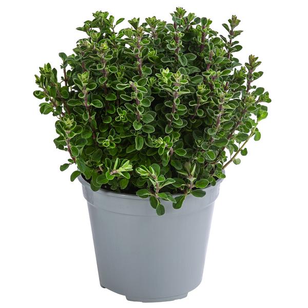 Dehner Gourmet Garten Majoran, einjährig