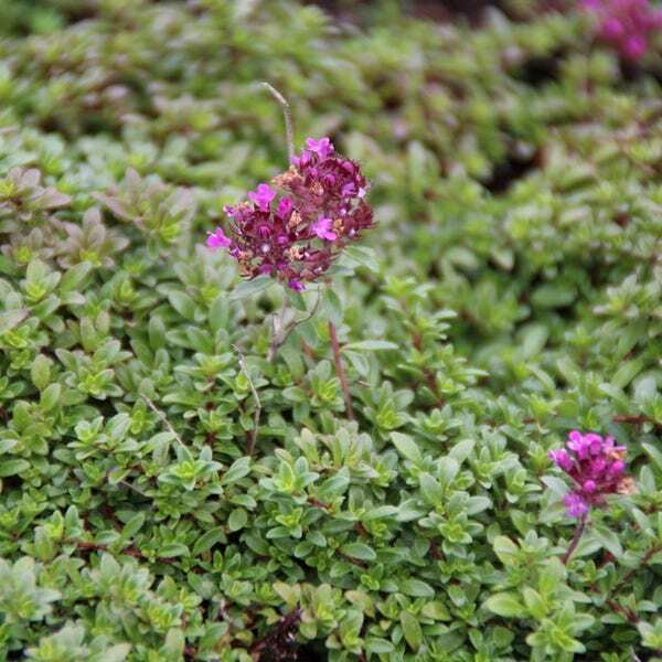 Tijm (Thymus praecox 'Coccineus') D 9 H 10 cm