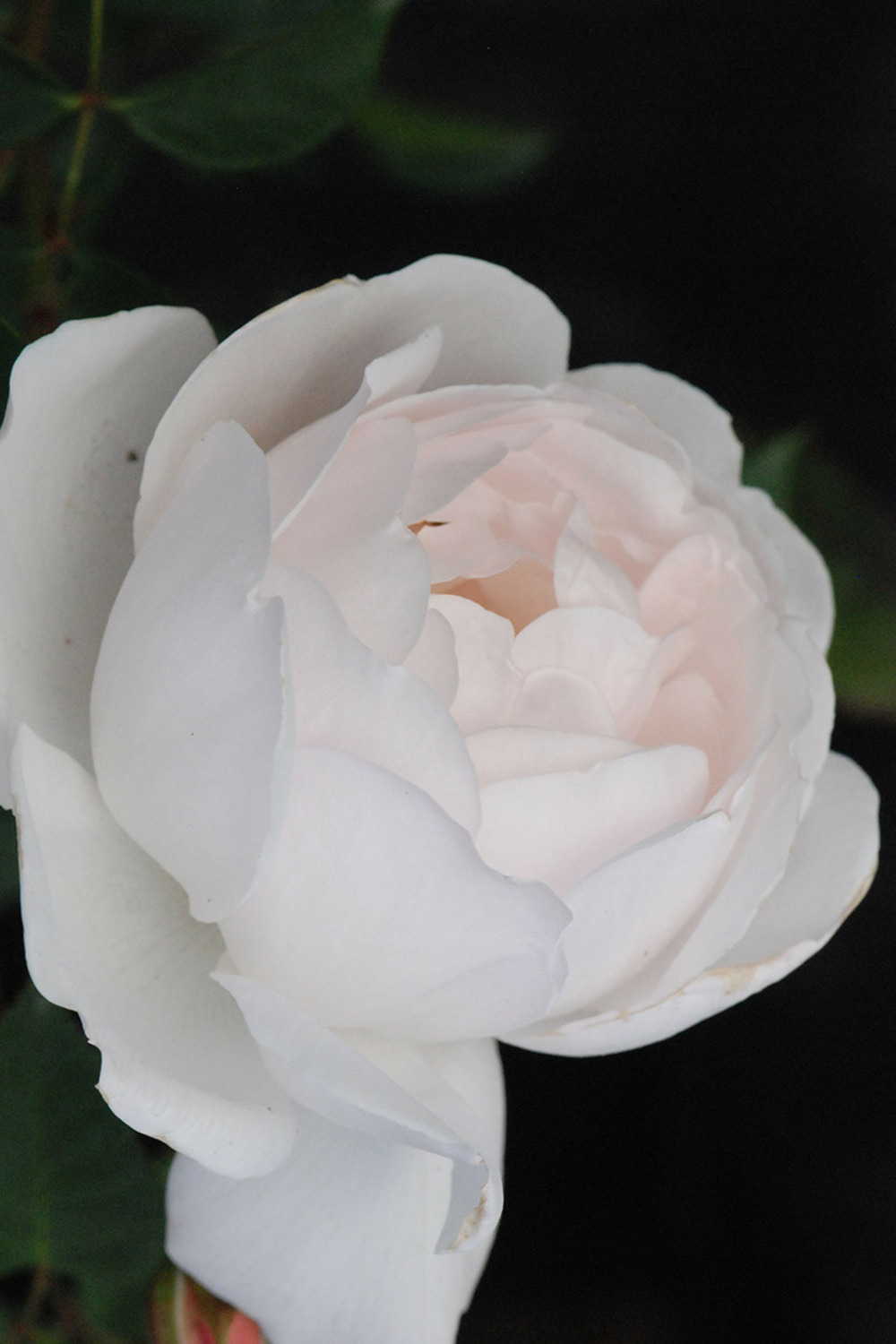 Rosier david austin 'desdemona' ? - 5l