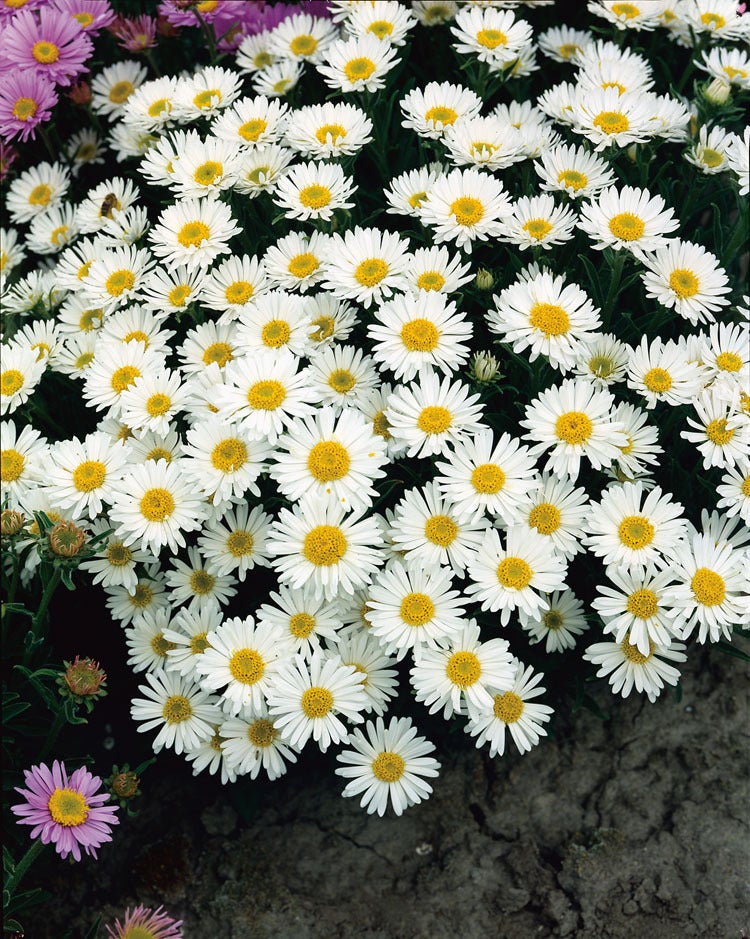 Alpenaster (Aster alpinus 'Albus') D 9 H 15 cm