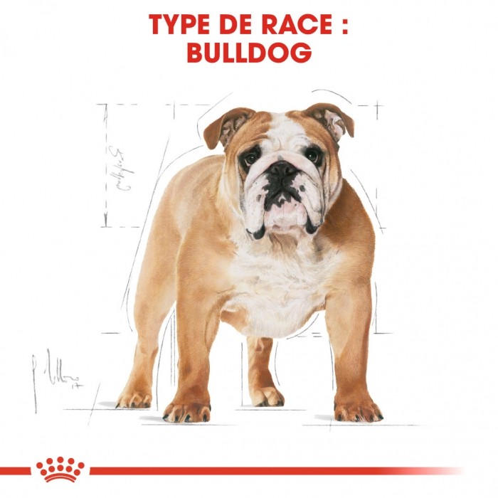 ROYAL CANIN Bulldog Adult (Boulldog Anglais) - Croquettes pour chien