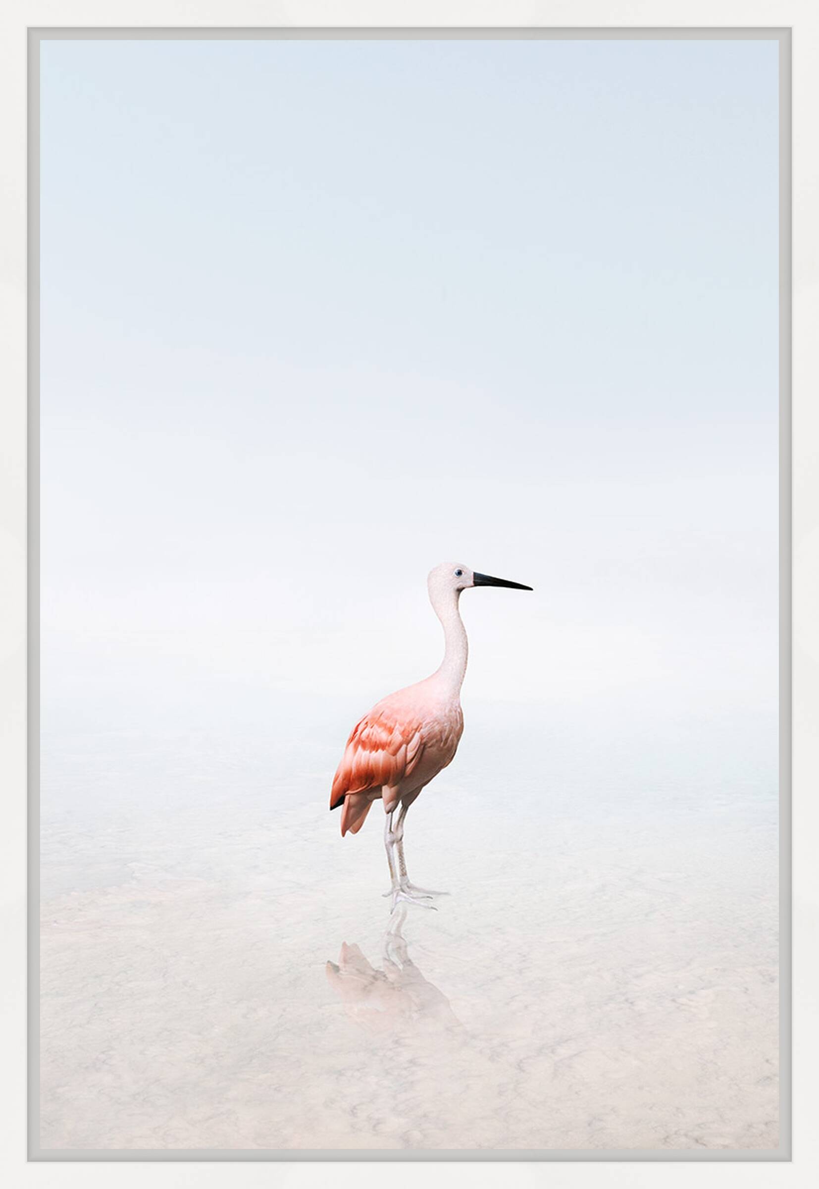 Surrender Scarlet Ibis by Alice Zilberberg - Limited Edition. Edition of: 150. Signed.