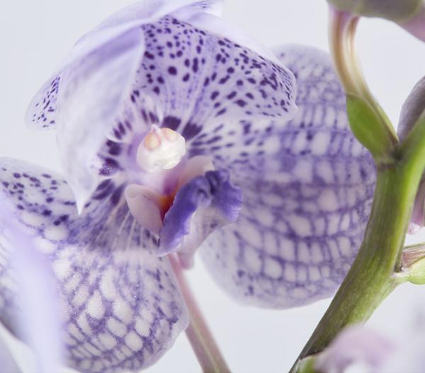Vanda-Orchidee - Vanda cultivars im Glas,