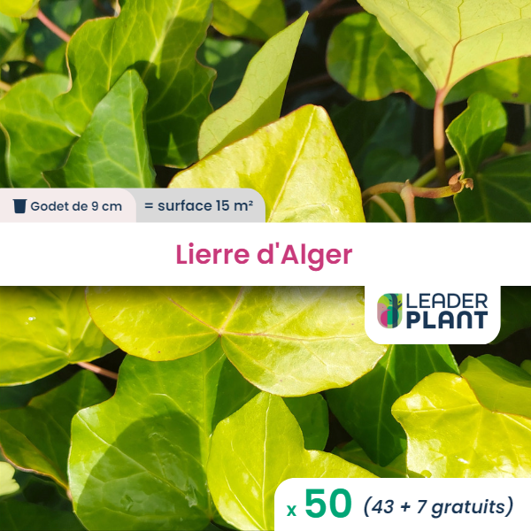 50 x lierre d'alger en godet