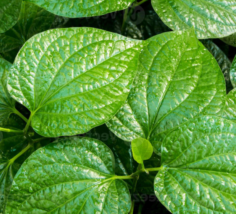 Piper sarmentosum (poivre betel sauvage) blanc - taille pot de 1 litre ? 15/30 cm
