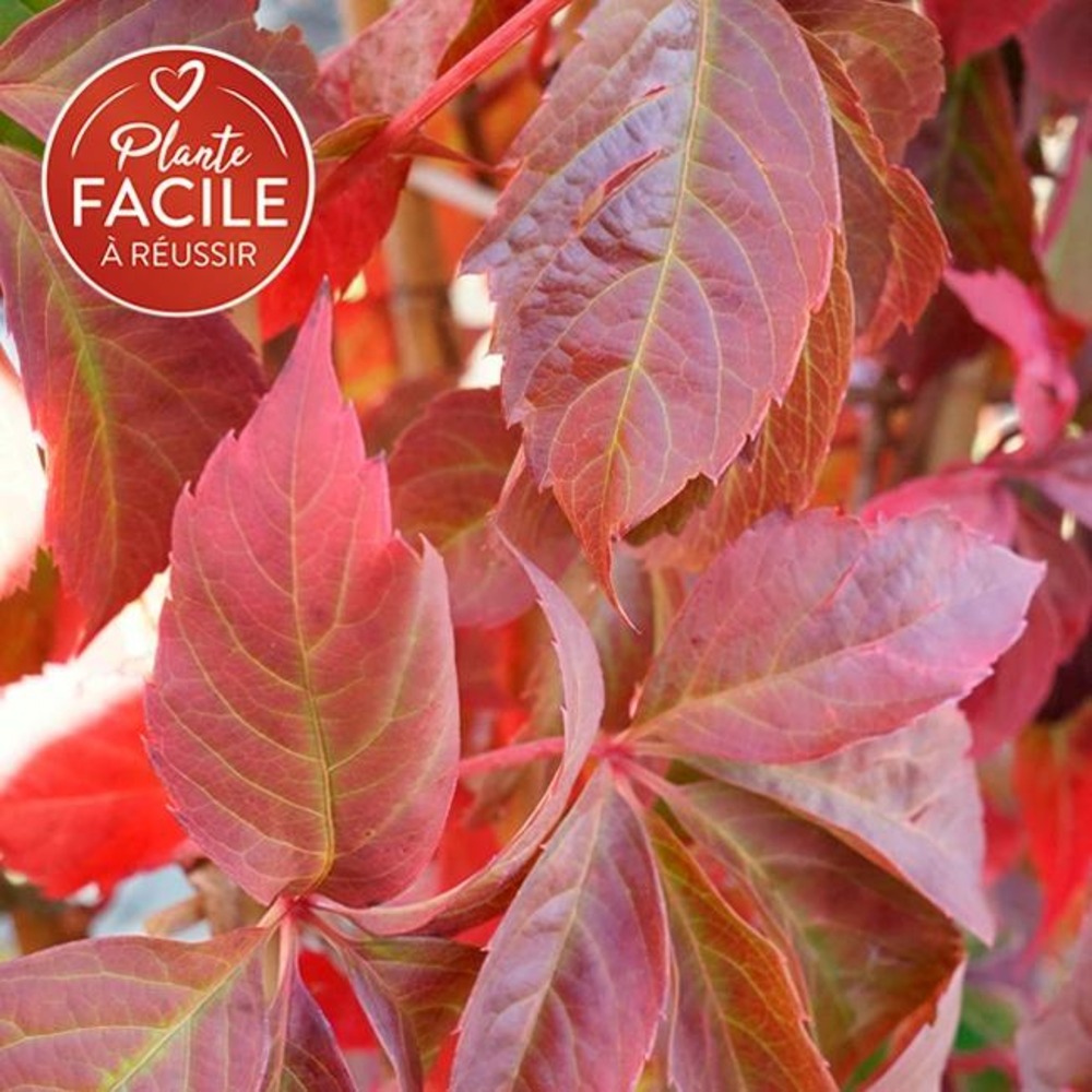 Vigne vierge quinquefolia 'engelmannii' - parthenocissus quinquefolia 3l