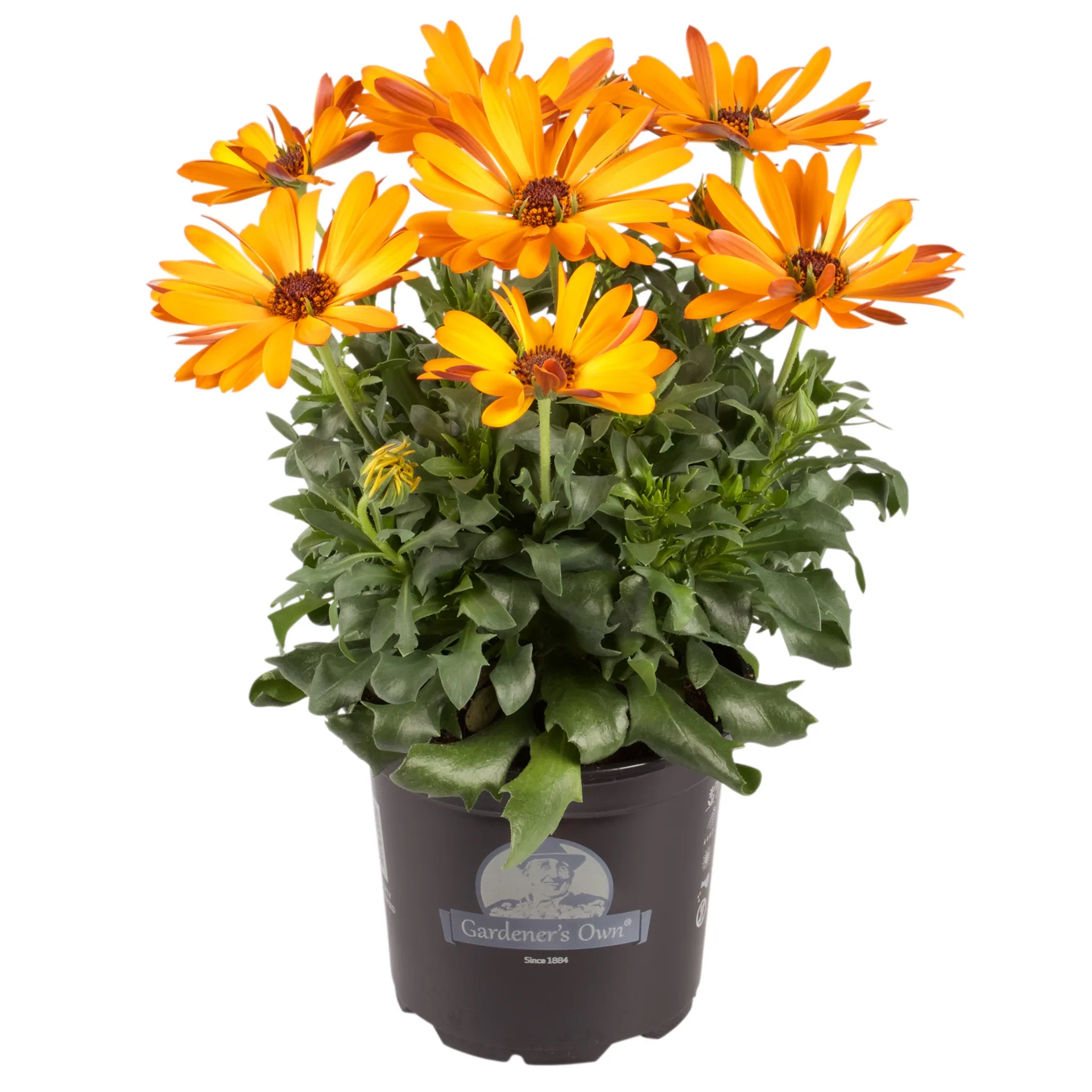 Osteospermum Yellow/Orange 12 cm Spansk margeritt Ø12 cm