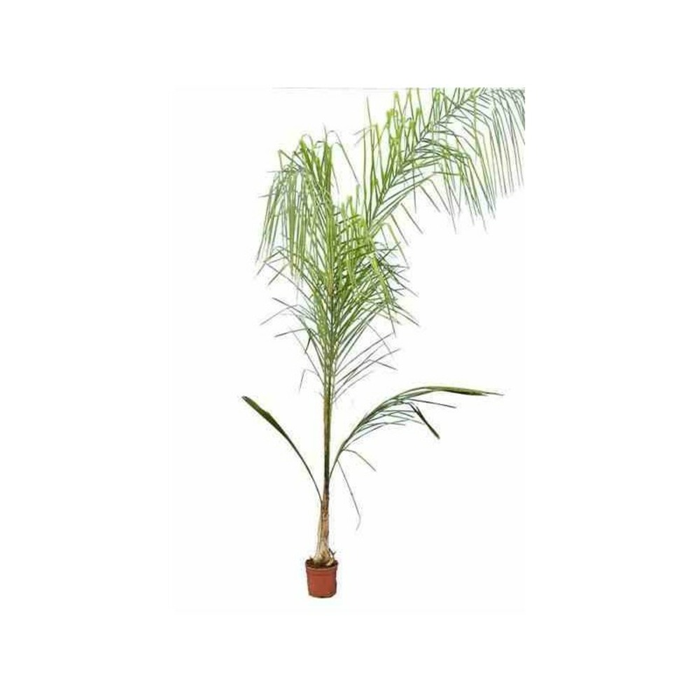 Syagrus romanzoffiana sp. 'santa catarina (syn. Arecastrum r.) blanc - taille 50 litres - stipe 60/80 total 250/300cm