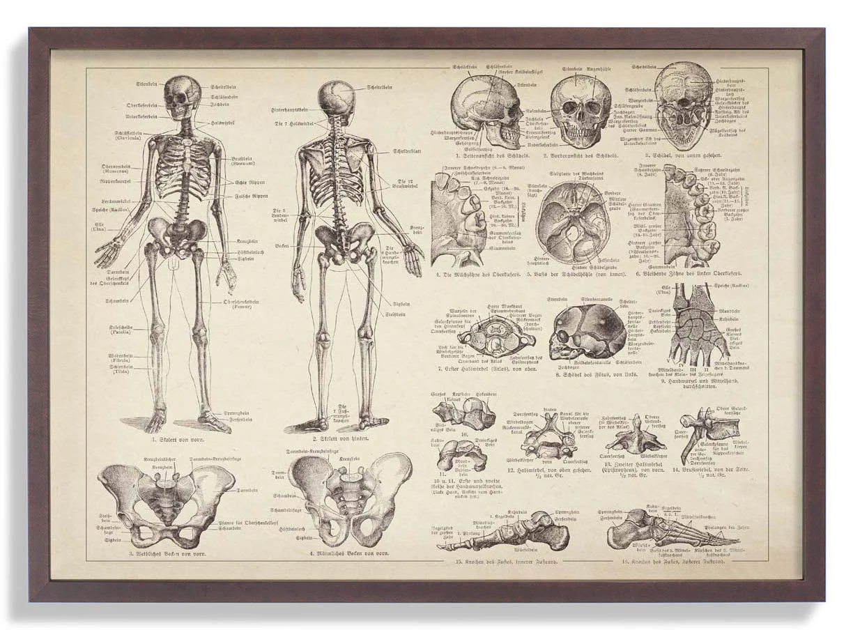 Anatomie des menschlichen Skeletts