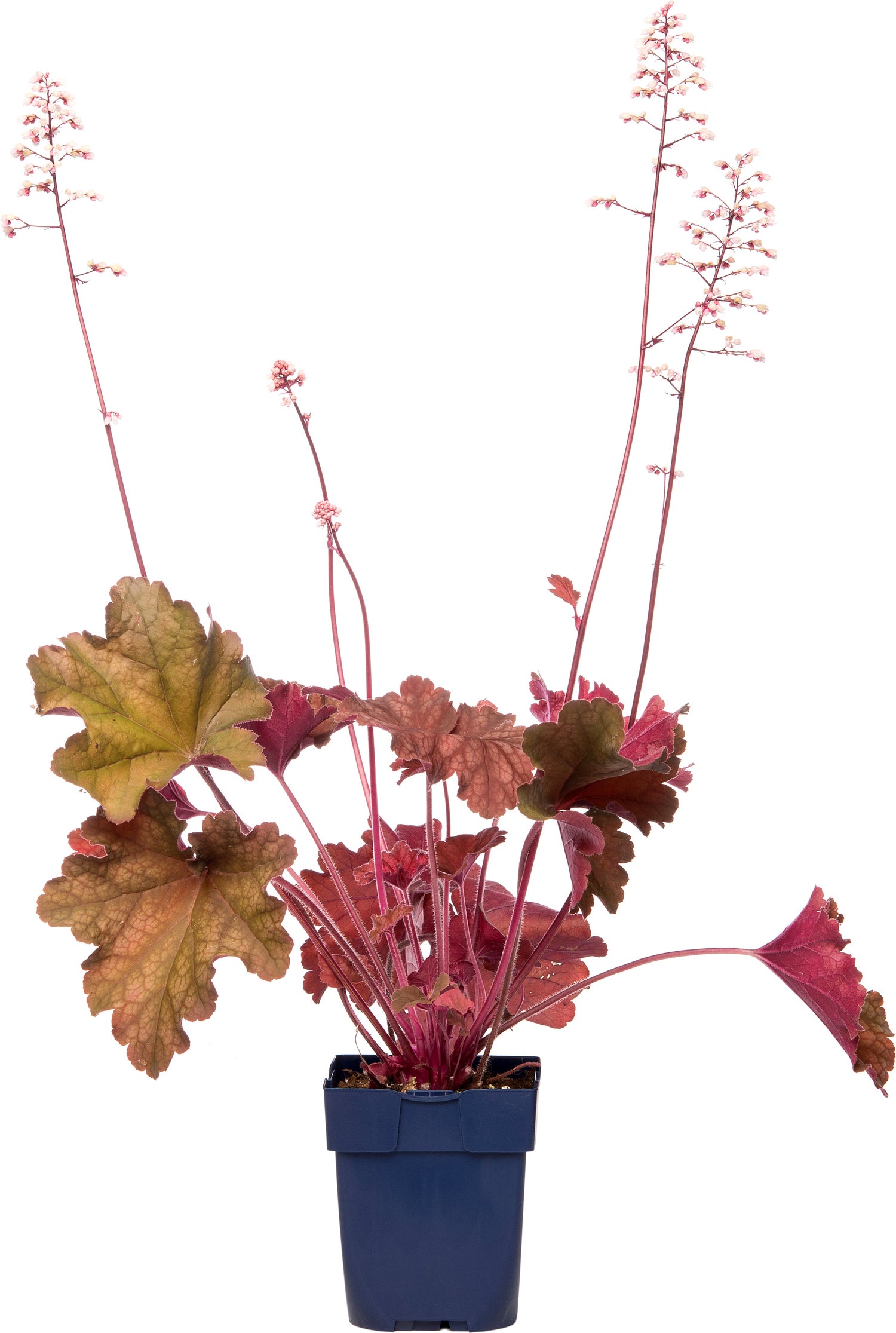 Purperklokje (Heuchera 'Fire Chief') D 11 H 10 cm