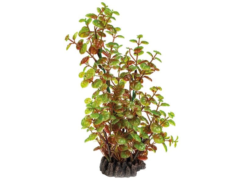 SuperFish Kunstpflanze Rotala, 25 cm Wunderschöne, realistisch aussehende Kunstpfanze
