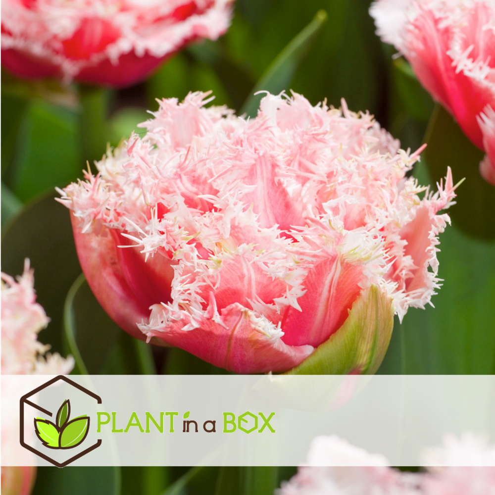 Tulipa queensland - bulbes à fleurs x10 - tulipe - blanc rosé