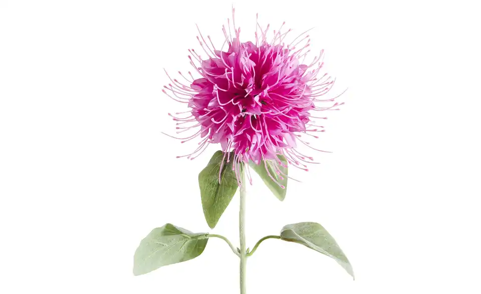 Kunstblume Monarda