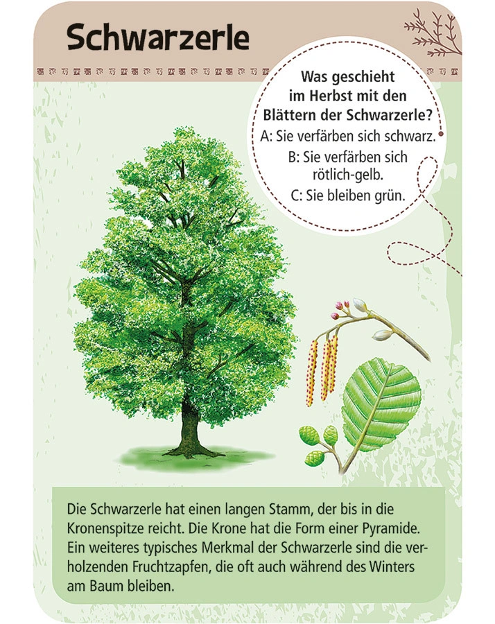 Kartenset - 50 HEIMISCHE BÄUME – entdecken & bestimmen