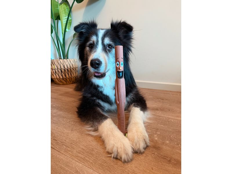 Doog Hunde-Spielzeug Family Stick Woody 31 cm x 2.5 cm Splitterfreier Hundestock