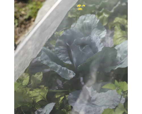 My Harvest Gewasbeschermingsnet 4 x 2 m UV-gestabiliseerd PE Gewicht ca. 65 g/m² Maaswijdte 0,8 x 0,8 mm transparant