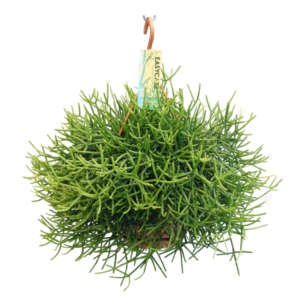 Plante d'intérieur - rhipsalis heteroclada 40.0cm