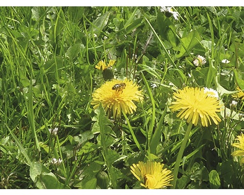 Onkruidverdelger voor gazons Bescherm de tuin Loredo Quattro Concentraat 100 ml