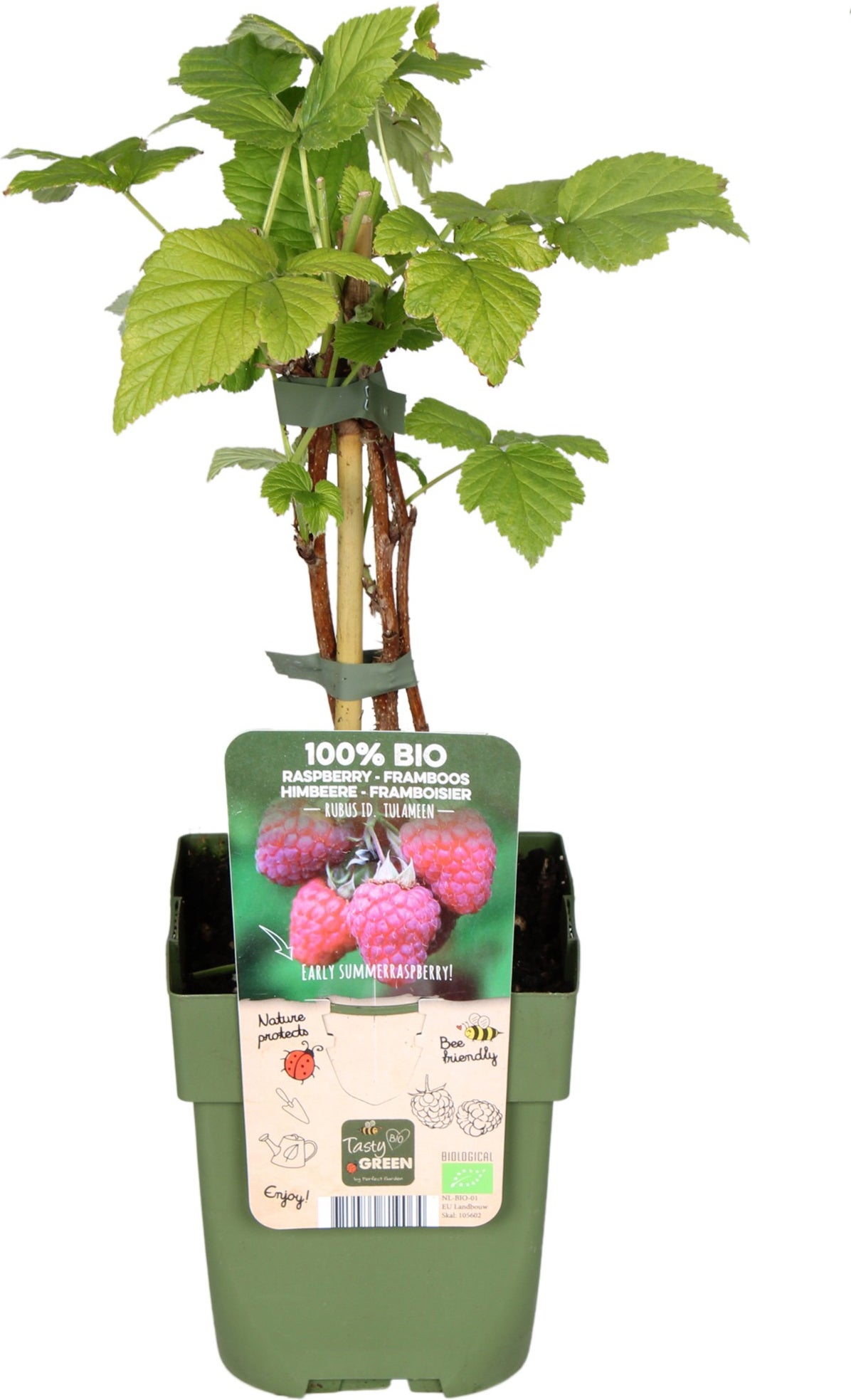 Intratuin biologische Framboos (Rubus idaeus 'Tulameen') D 13 H 45 cm