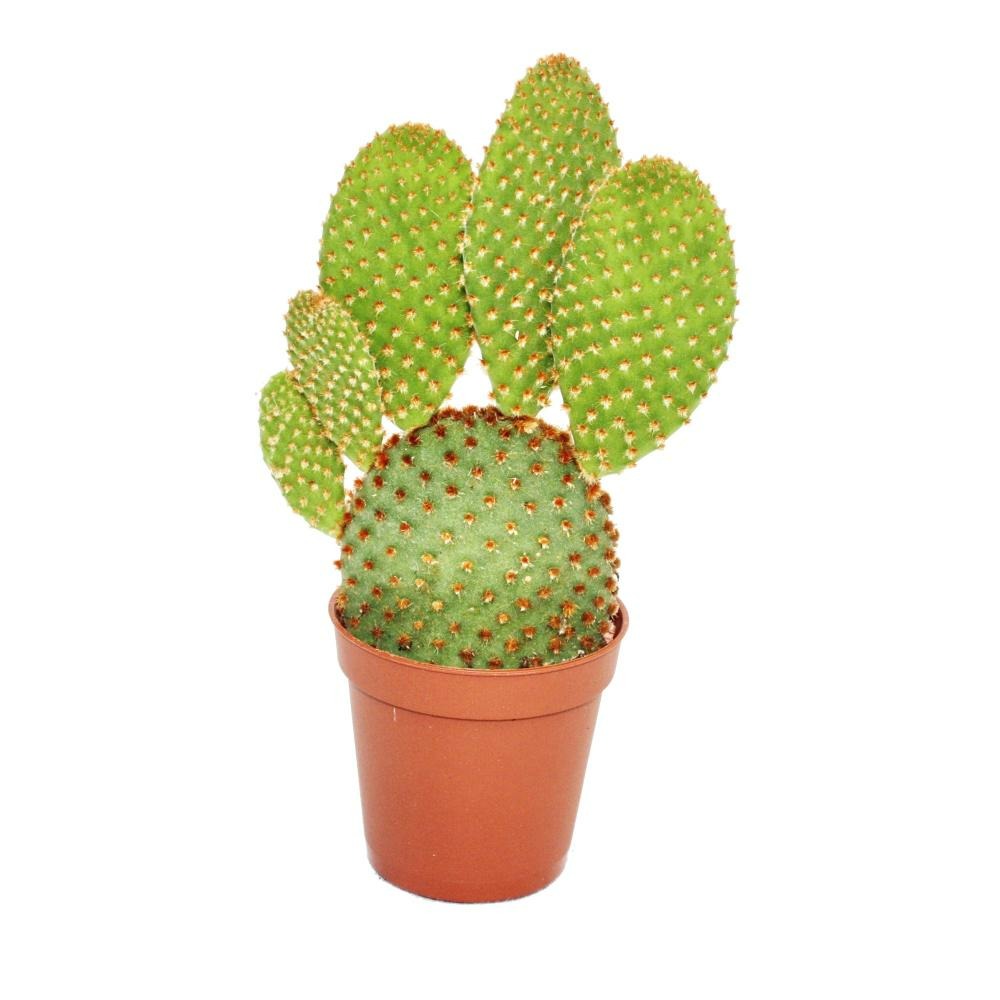 Opuntia microdasys rufida - cactus épineux rouge-brun - en pot de 5,5 cm