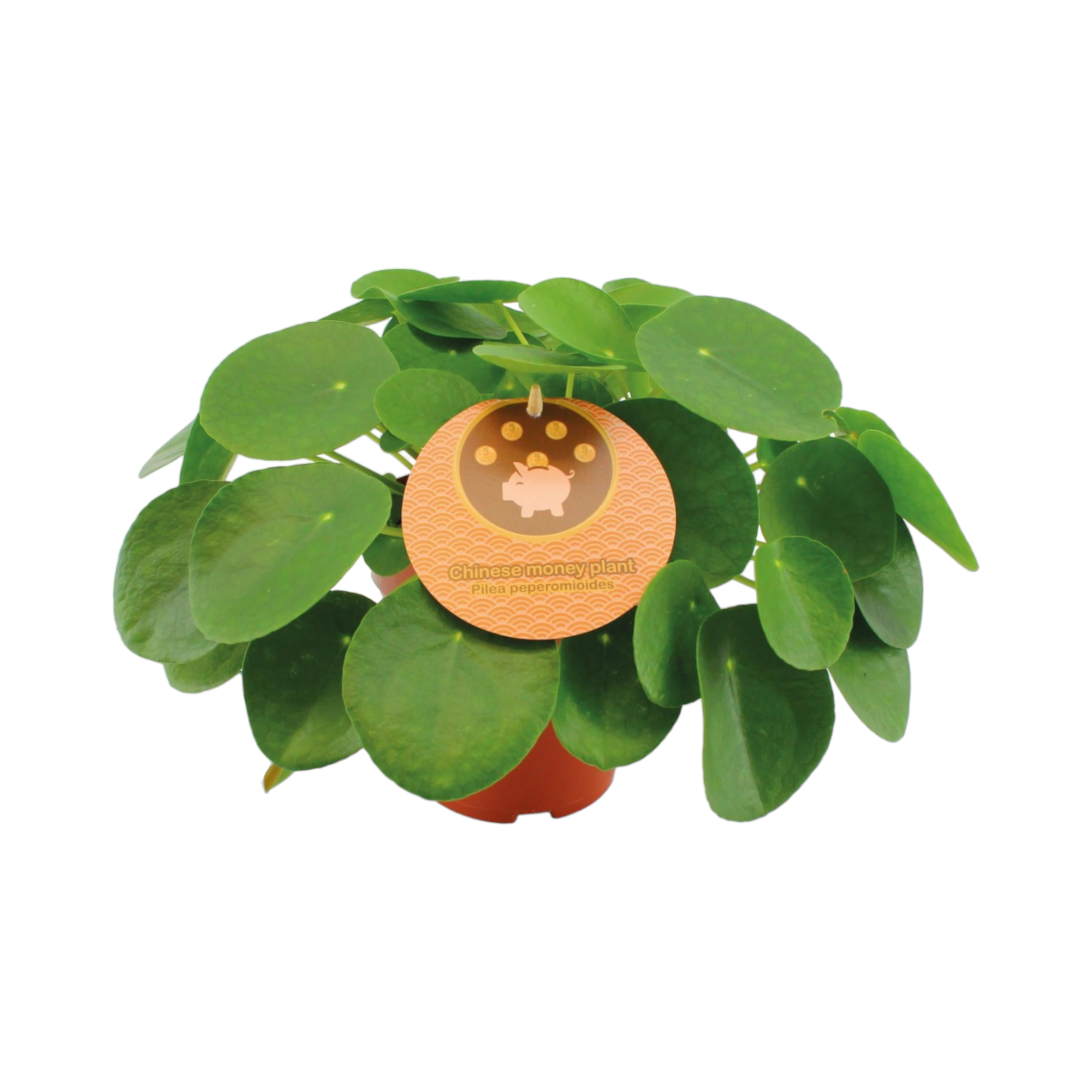 Plante d'intérieur - pilea peperomioides 30.0cm