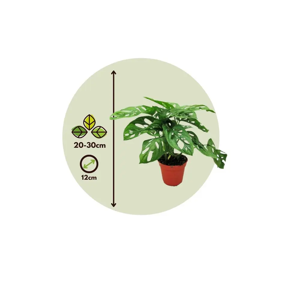 Apenmasker - Monstera adansonii 'Monkey Mask' - Hoogte 25-30cm - ⌀12cm